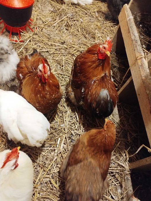 Koguty kochin miniaturowy