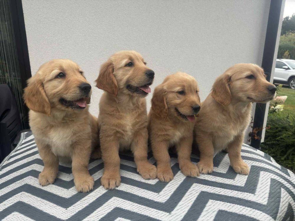 Golden Retriever