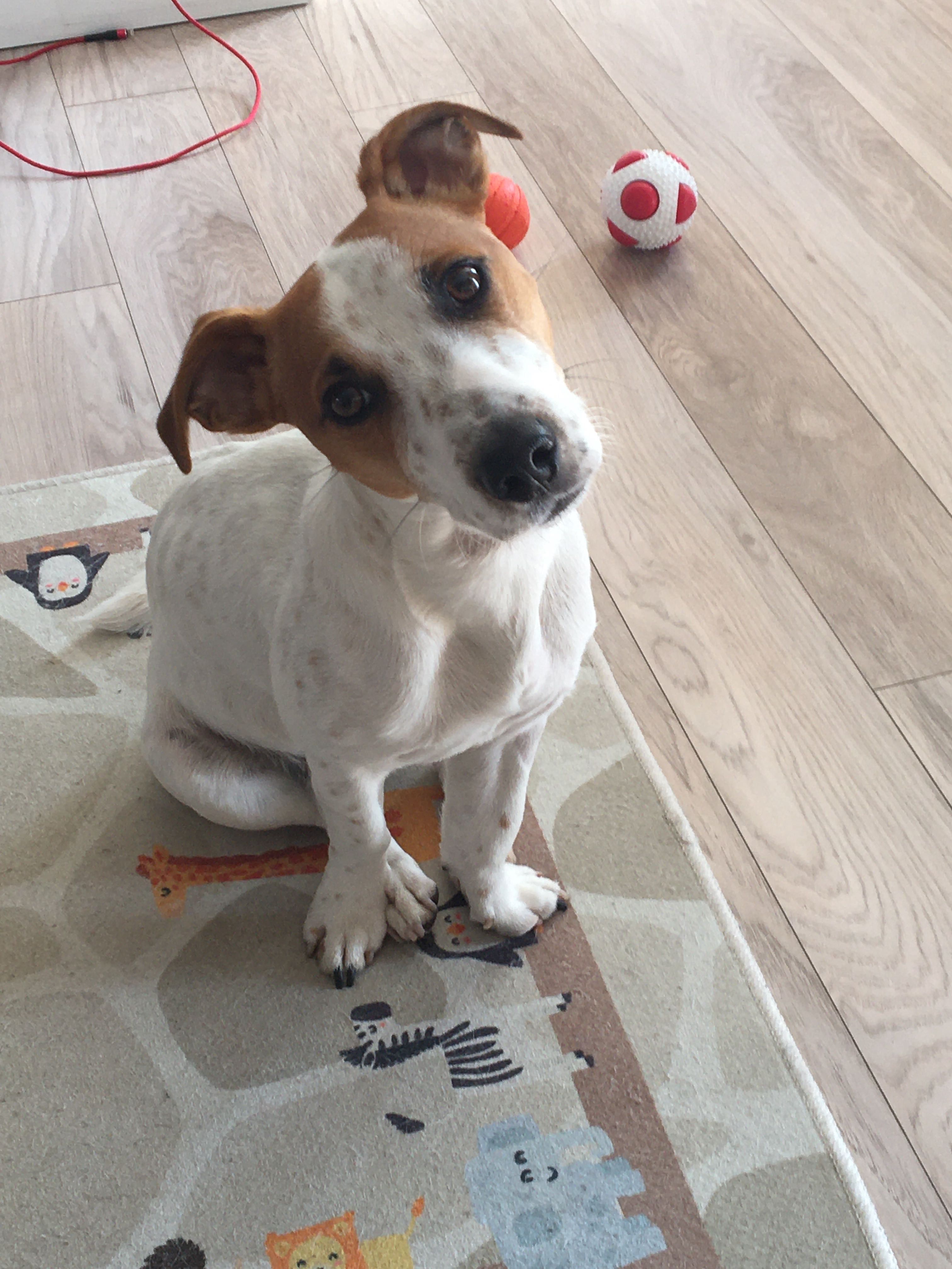 Jack Russell Terrier Reproductor