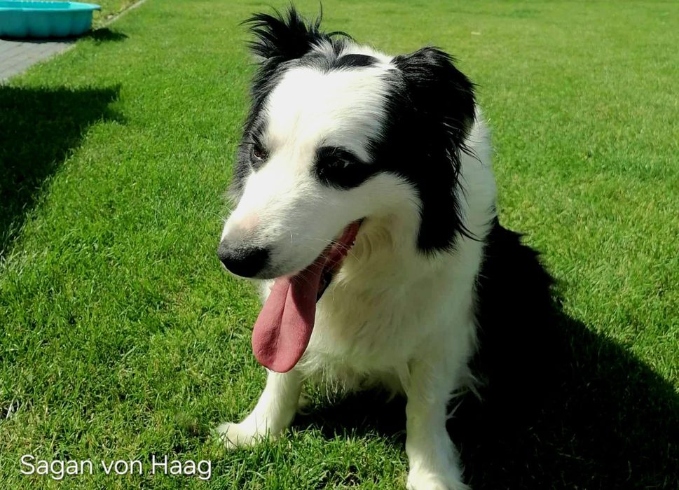 Border collie piesek