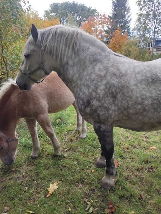 Sprzedam klacz szpaczkę
