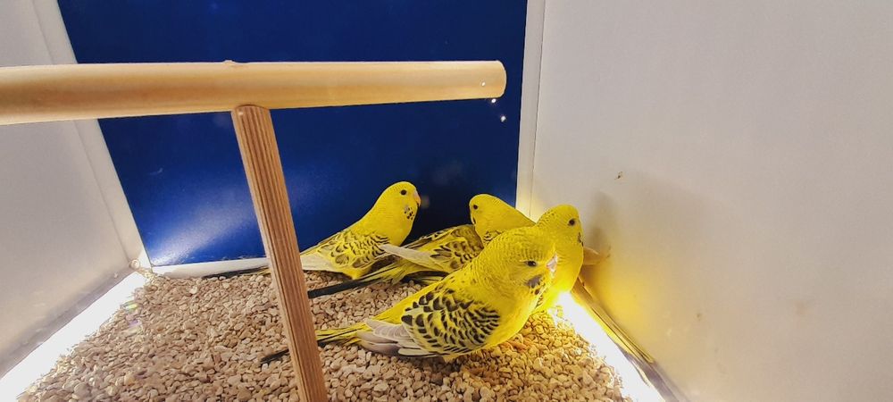 Papużki faliste Tcb