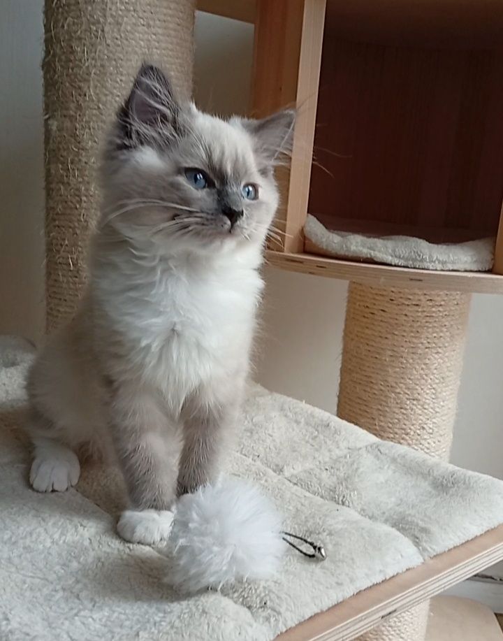 Ragdoll kociak FPL do płatnej adopcji
