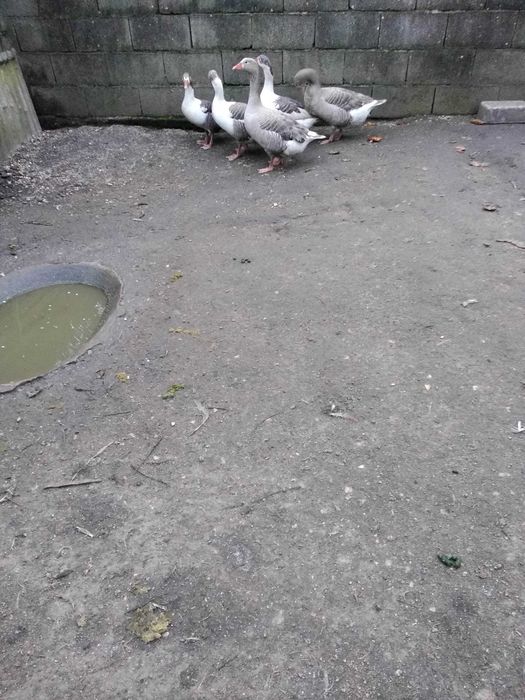 Pato Ganso  (criado ar livre)