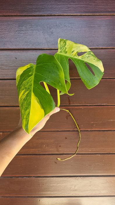 Monstera Aurea Marmorata‼️VENDIDO‼️
