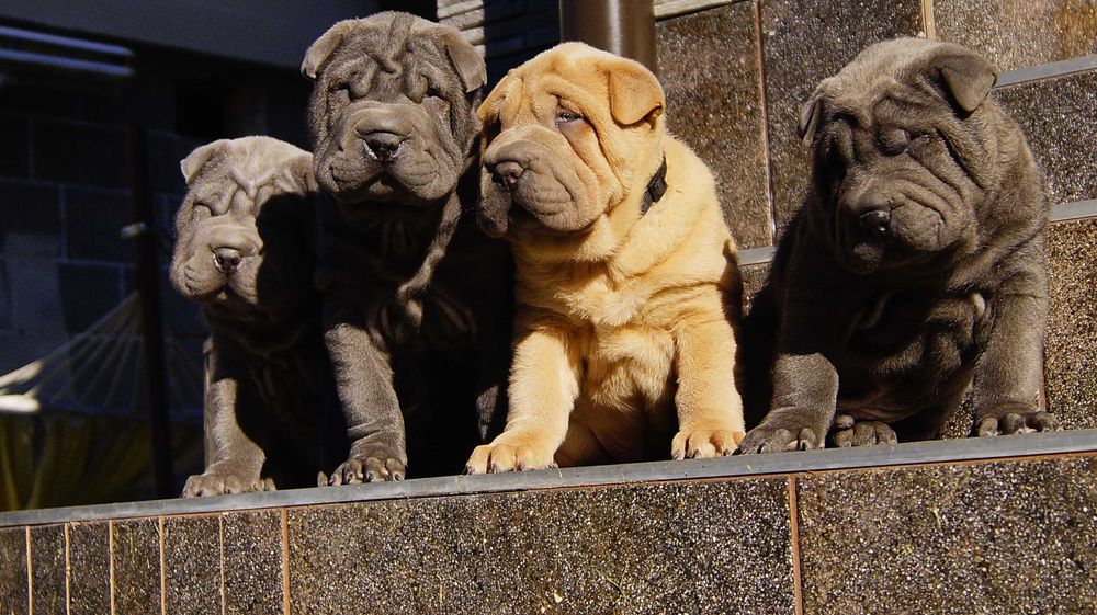 Frugo,Błękitno płowy samczyk Shar Pei z rodowodem, po rodzicach FCI