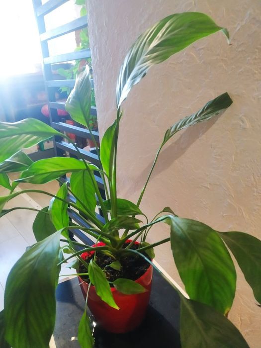 Жіноче щастя женское счастье Спатифилум Спатифілум