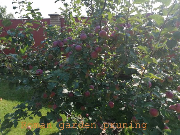 Обрізка плодового саду/Обрезка плодового сада