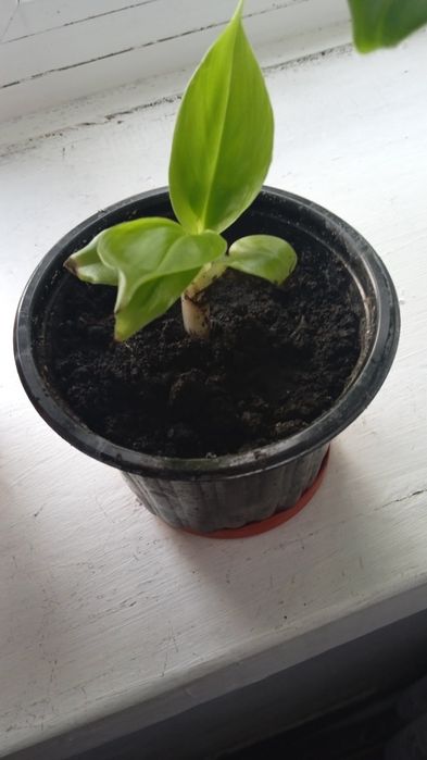 Банан кімнатний карликовий