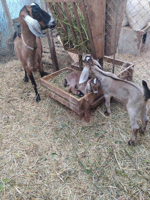 Козлики англонубійці