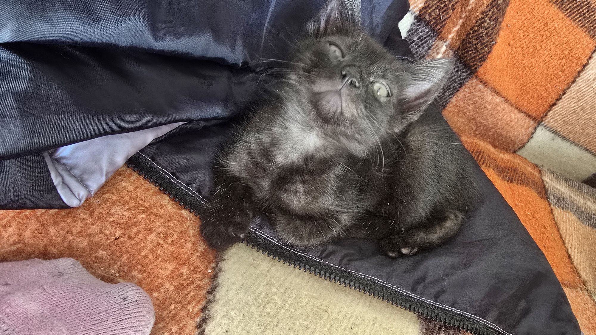 Котята  бесплатно