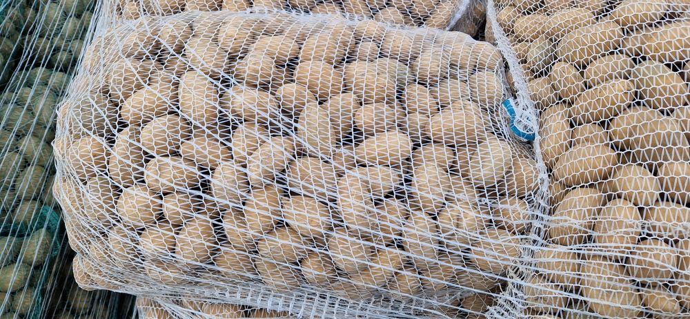 Ziemniaki jadalne 35-45mm Catania, Ricarda wielkość sadzeniaka