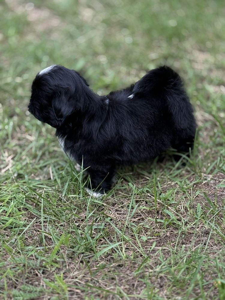 Shih tzu śliczny piesek Jambo