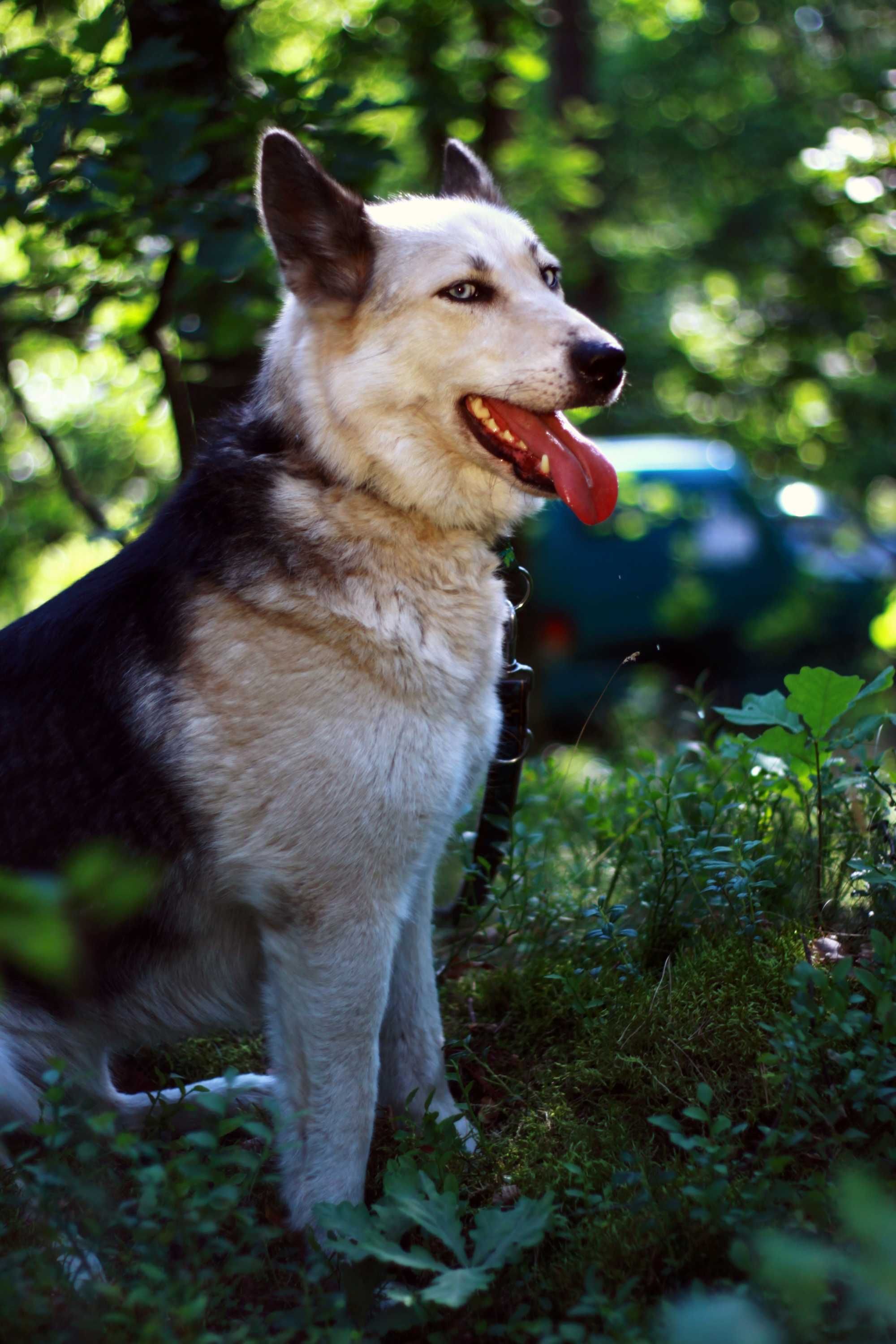 Piękna, energiczna suka mix husky szuka aktywnego domu