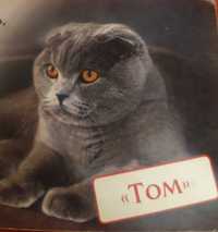 Висловухий красень "Том". В'язка.
