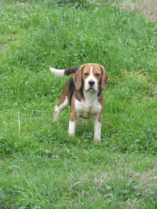 Fêmea Beagle Tricolor com LOP/Pedigree/Afixo