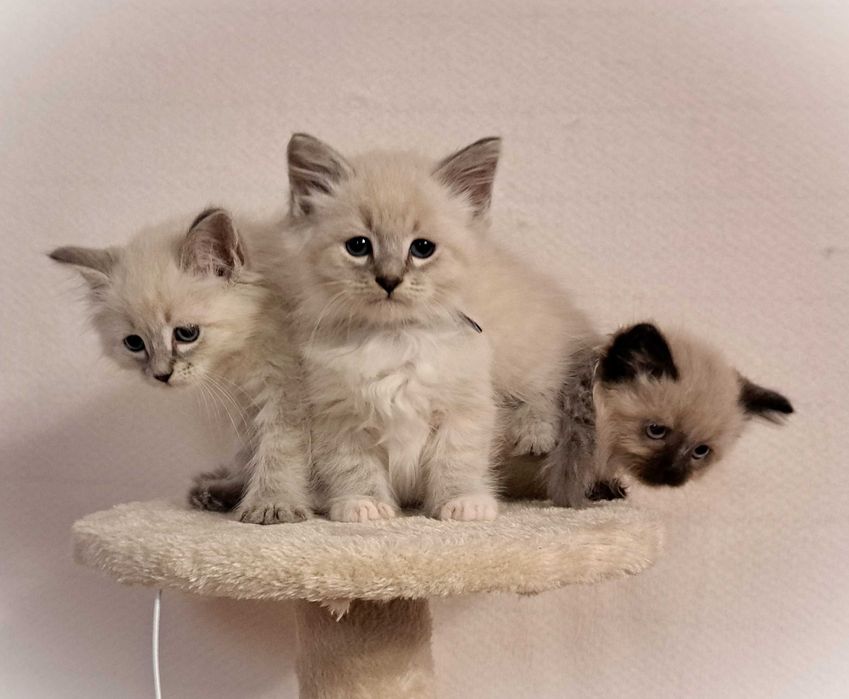 Kocurek Neva Masquerade – Rezerwacja