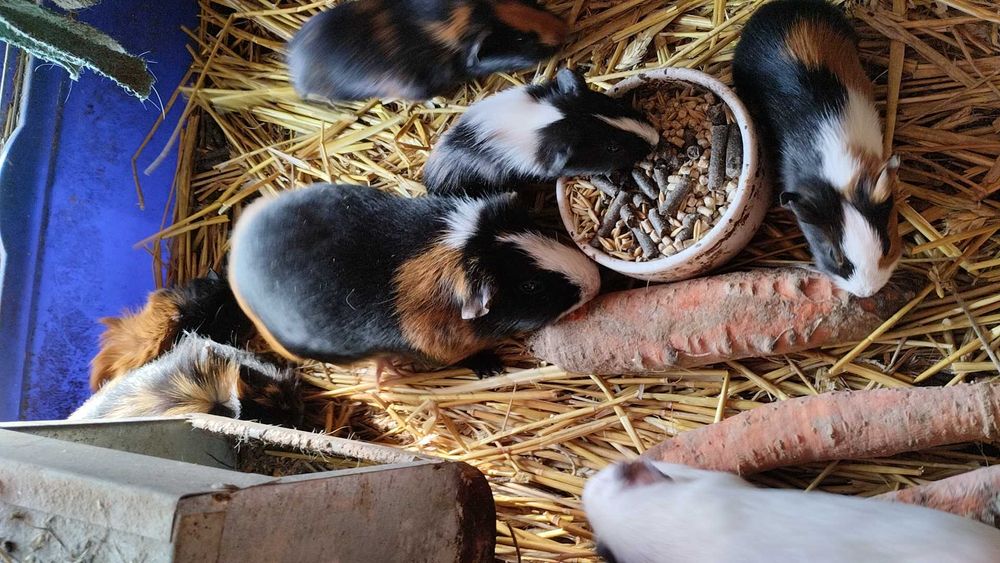 Swinki morskie młode