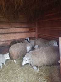Продам молоді вівці на тримання