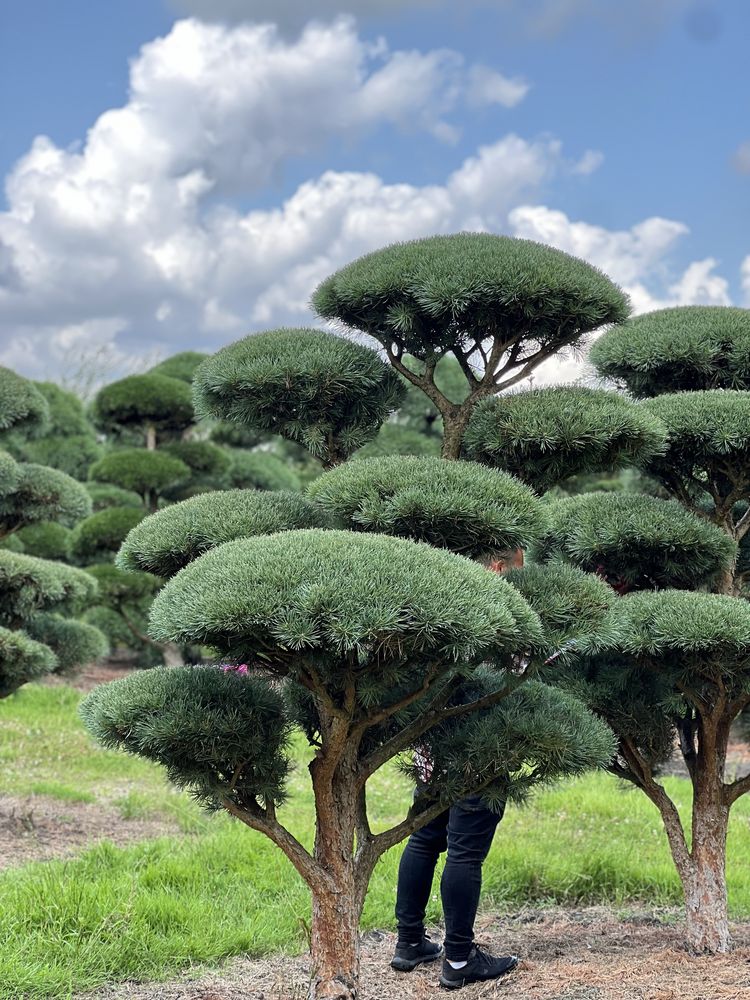 Bonsai niwaki duże drzewa sosna pinus Bonsai Park