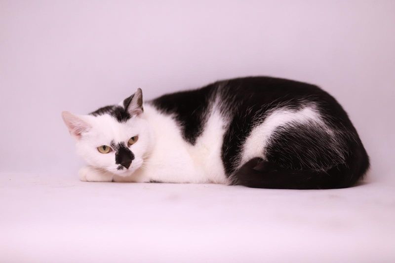 Wyjątkowa, luksusowa kotka Chanel szuka domu