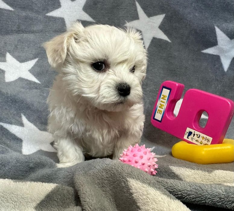 Maltańczyk szczeniaczek