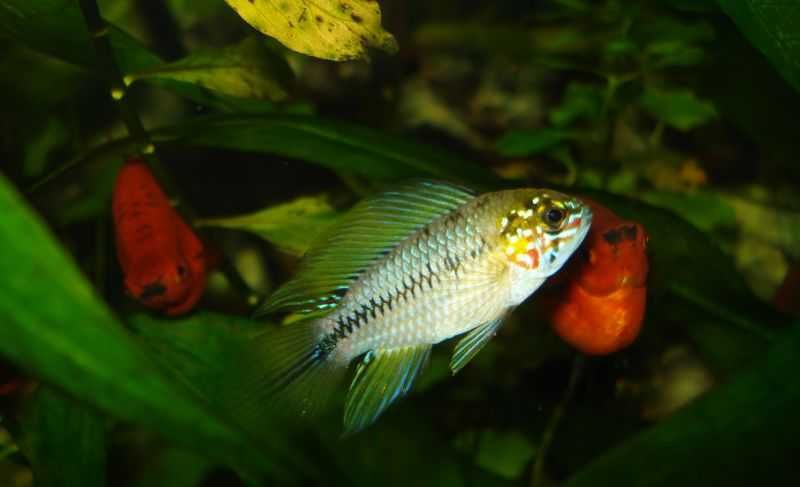 Apistogramma borellii Opal. Cetarius