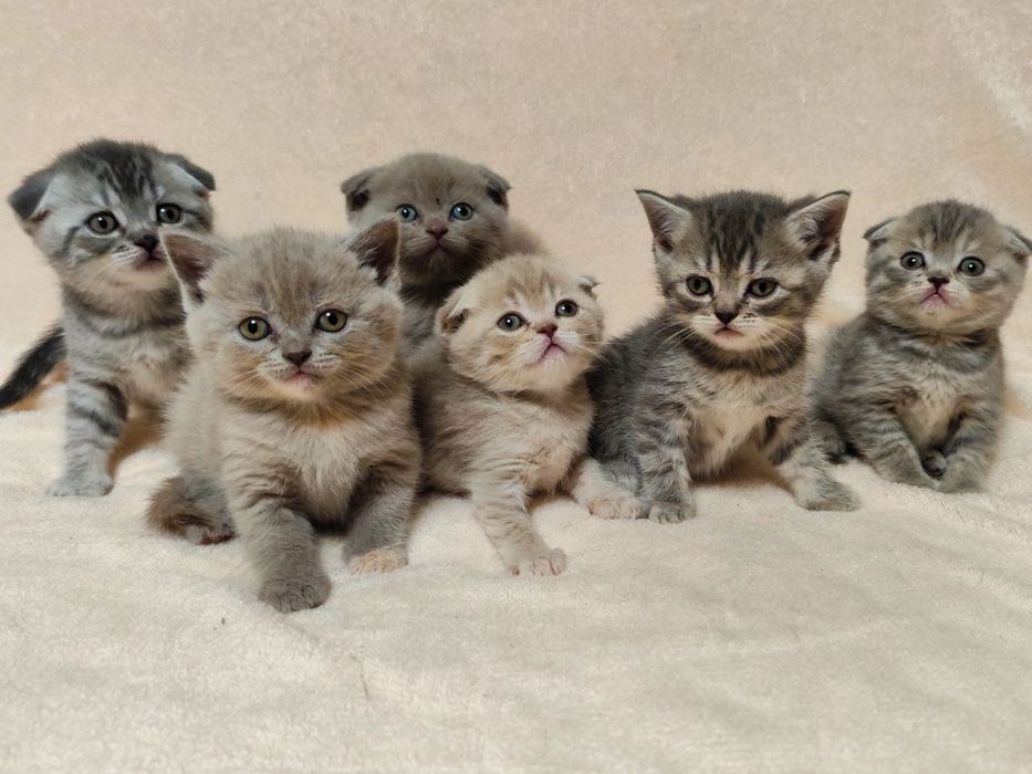 Кошенята Scottish fold/ striaht.