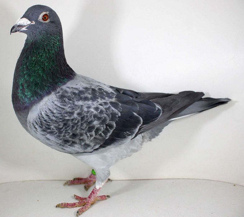 Gołębie pocztowe- lotowane samczyki