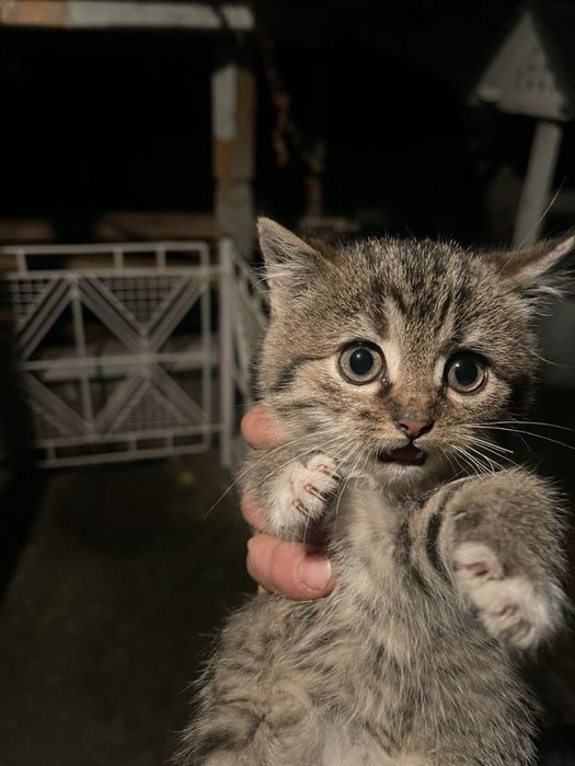 Маленький котусик