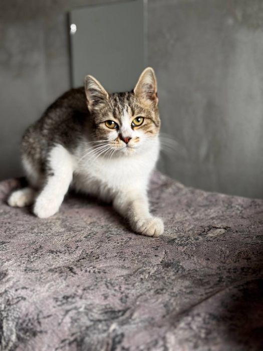 Кошенята безкоштовно стерилізовані