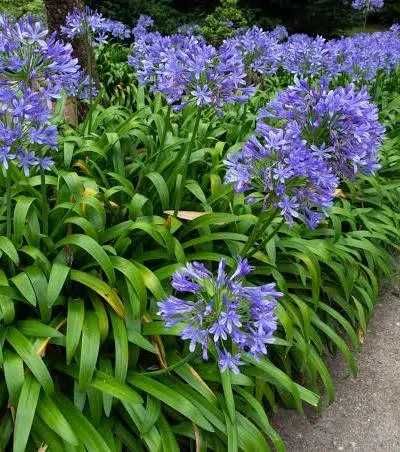 Pés de agapanthes lilases