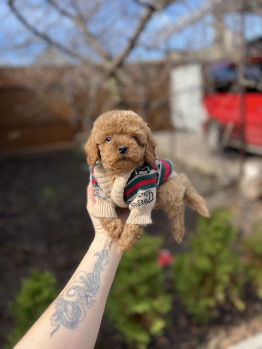 Мальтіпу сладкі малюки