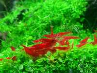 Krewetki neocaridina davidi "Bloody Mary"