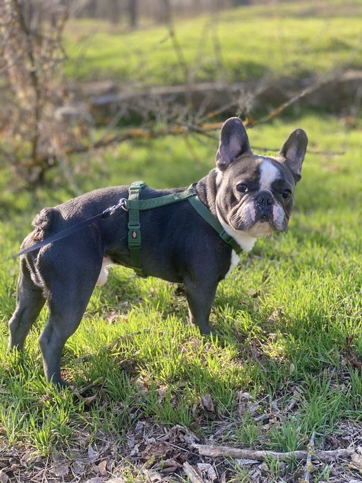 вязка французский бульдог