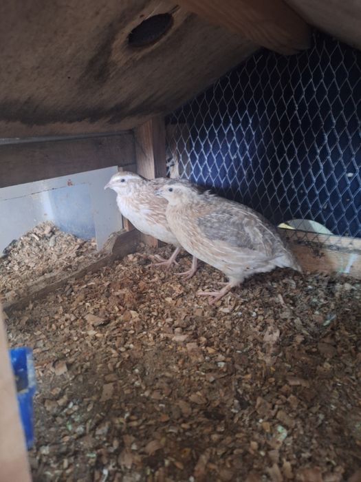 Przepiórki sprzedam