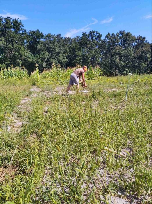 Будинок з садком та ділянкою