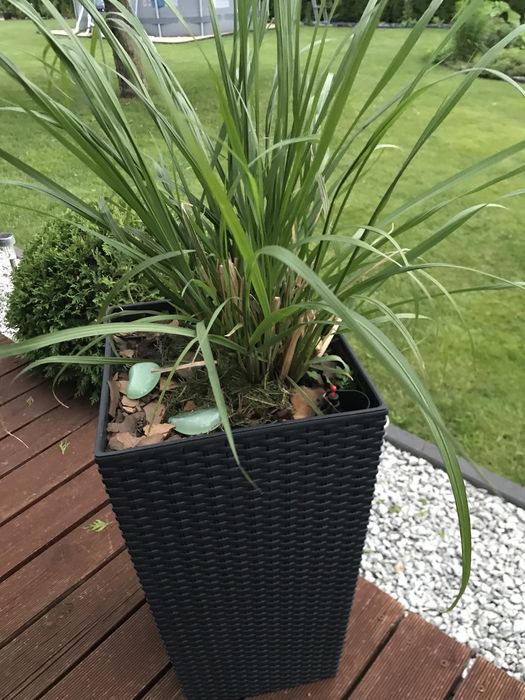 Dorodne Trawy ozdobne w  donicy krótko  przed kwitnięciem