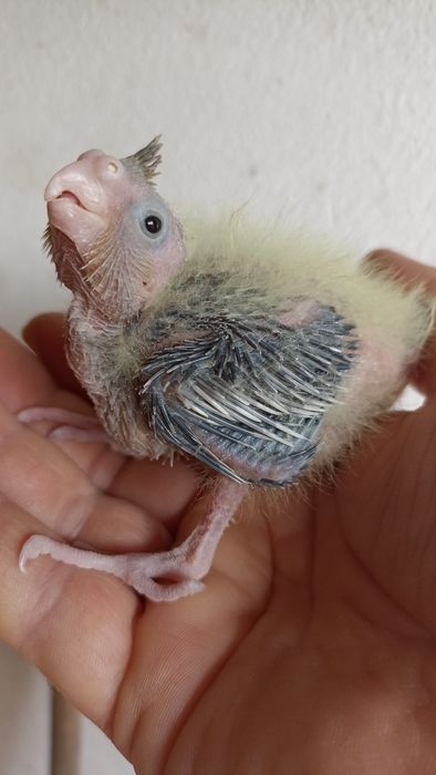 Caturra bebé para criar à mão "colapsitas"