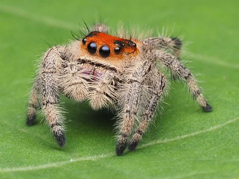 Skakun Królewski Phidippus regius 'soroa'