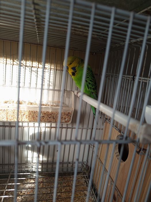 Casal reprodutor periquitos ingleses