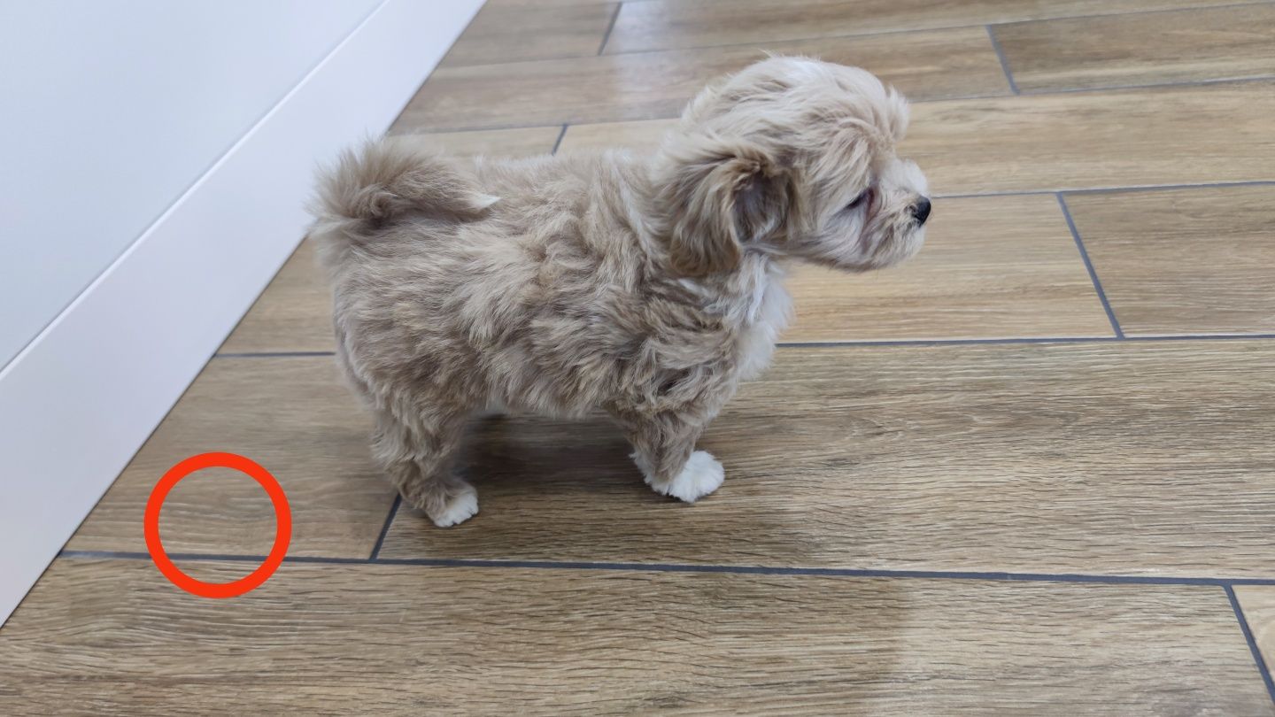 Maltipoo maltipoo