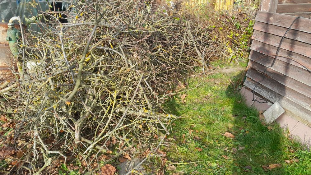 Gałęzie oddam za darmo rod Maciejka