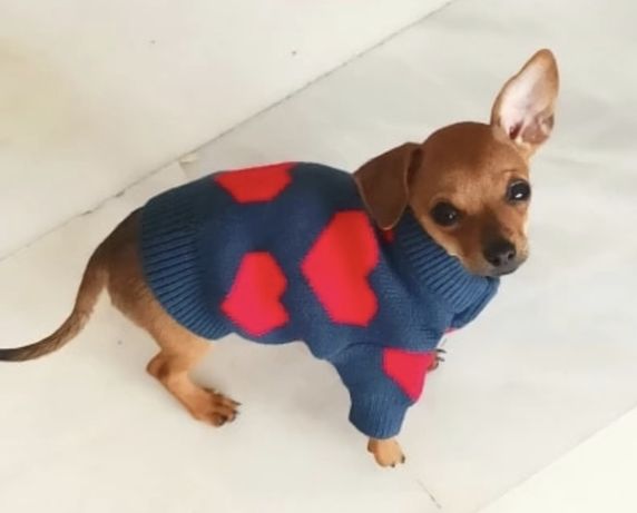 ubranko dla psa sweterek york chihuahua