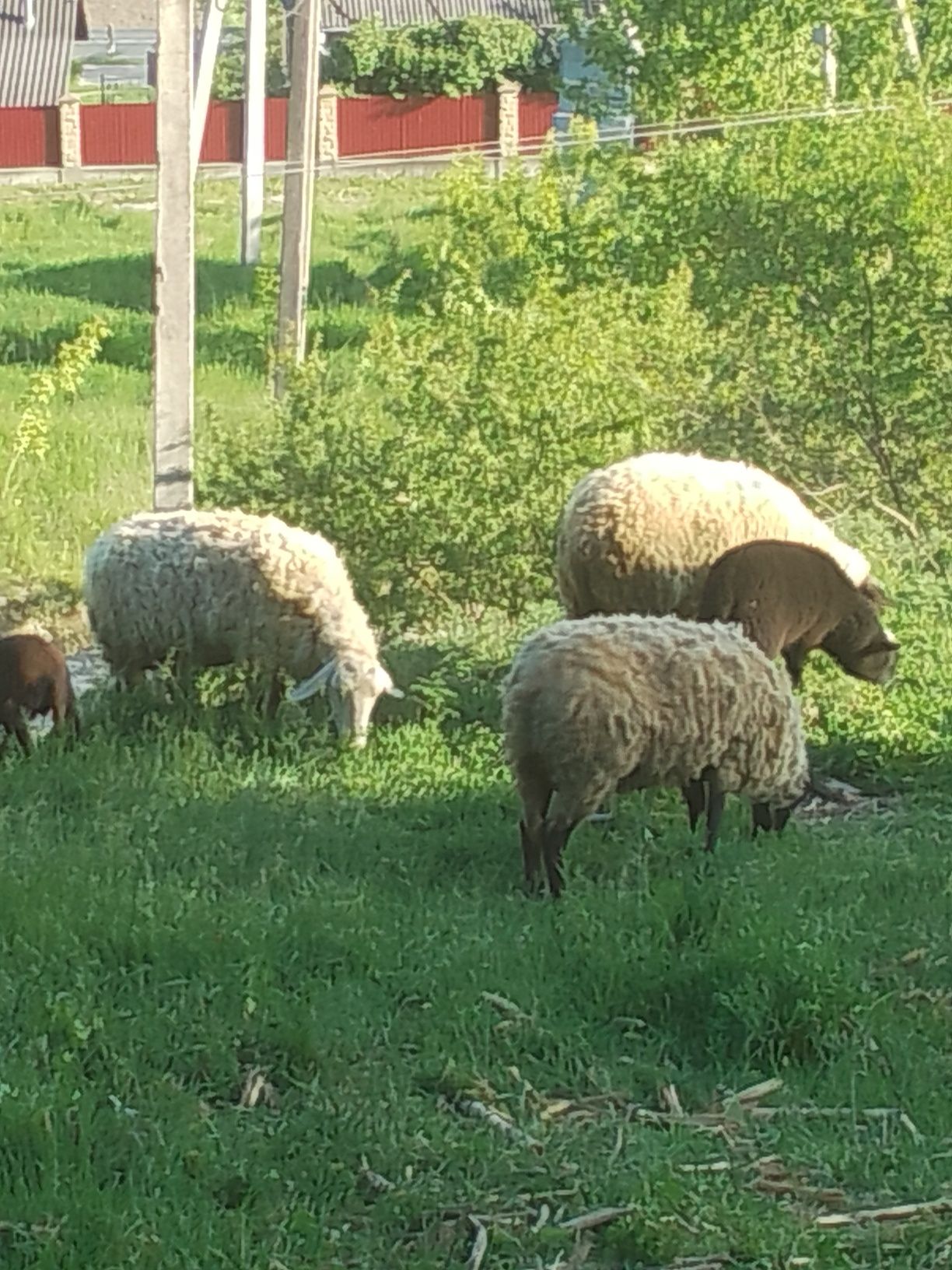 Вівці породи суффолк.
