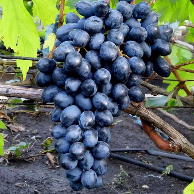 Виноград Молдова Столовий мускатний  синій смачний солодкий домашній