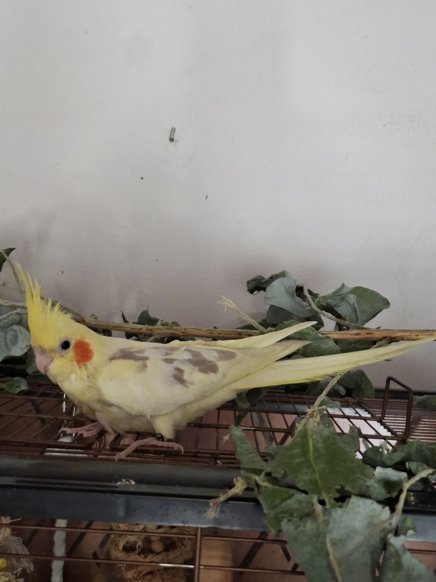 Caturra domesticada