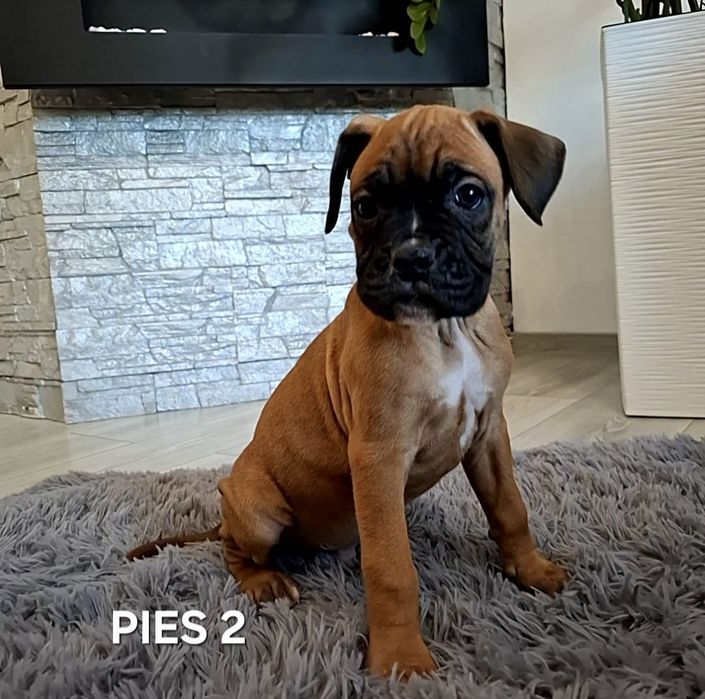 Szczeniak Bokser - Piesek