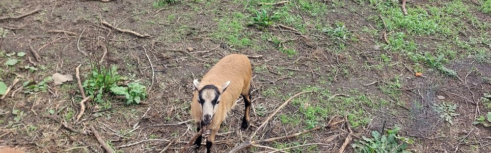 Ovelhas Castanhas e Pretas