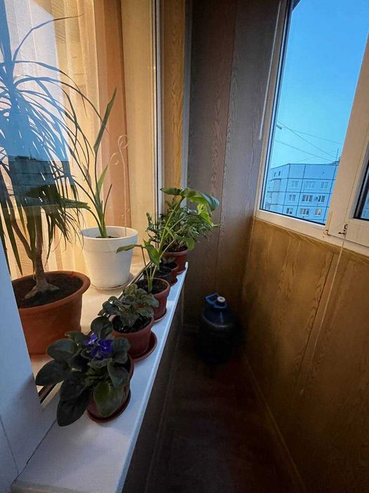 Квартира с ремонтом, ул. Гвардейцев Широнинцев 59, метро Студенческая